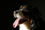 Jamie,berner teef van 3,5 jr, hier prachtig op foto, is met succes behandeld met acupunctuur.